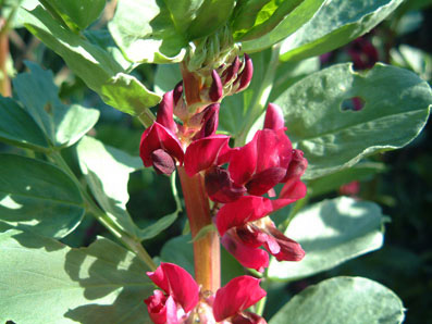 Broad Bean Red Flowered3