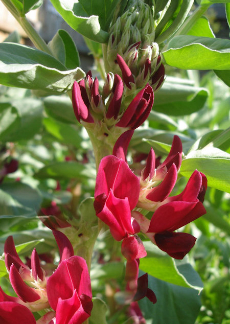 Broad Bean Red Flowered4
