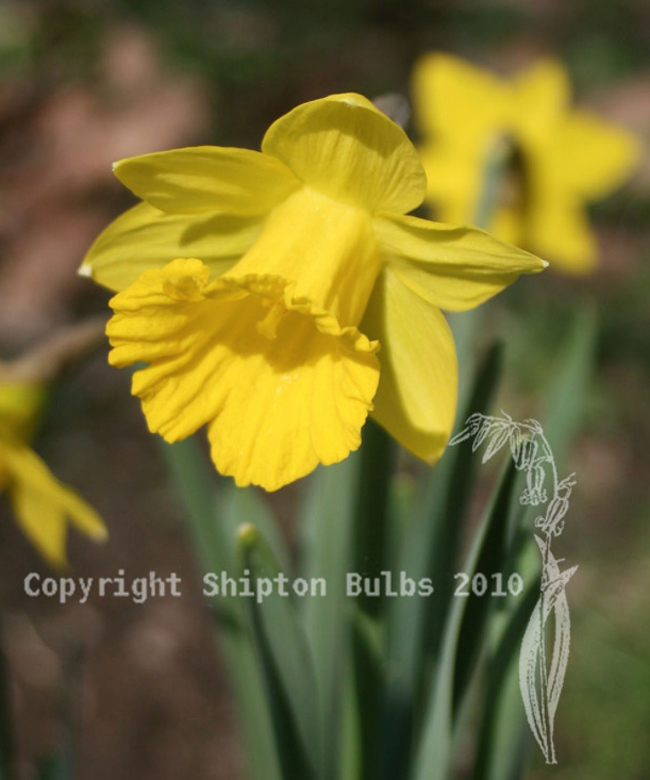 grown-in-wales-tenby-daffodil-1