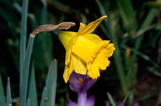 grown-in-wales-tenby-daffodil-3