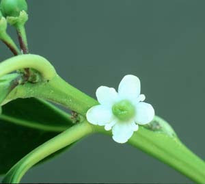 Ilex aquifolium Grown in the UK Female Flower3