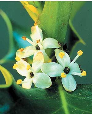Ilex aquifolium Grown in the UK Male Flower2
