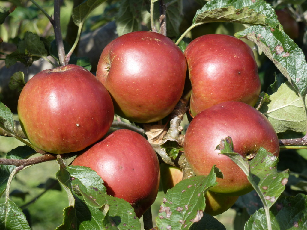 Grown in Wales Apples 2