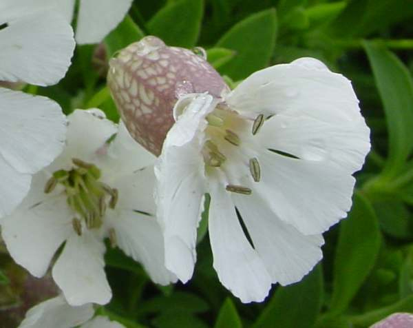 Grown in the UK Silene uniflora 2