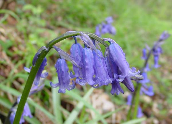 Grown in the UK Bluebell 4