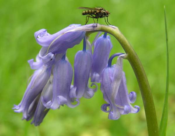 Grown in the UK Bluebell 5