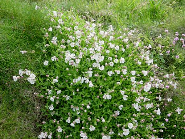 Grown in the UK Silene uniflora 3