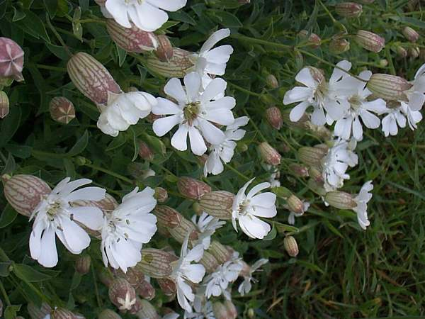 Grown in the UK Silene uniflora 5