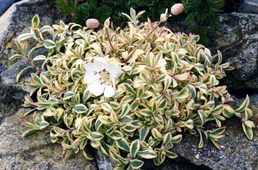 Grown in the UK Silene uniflora 7